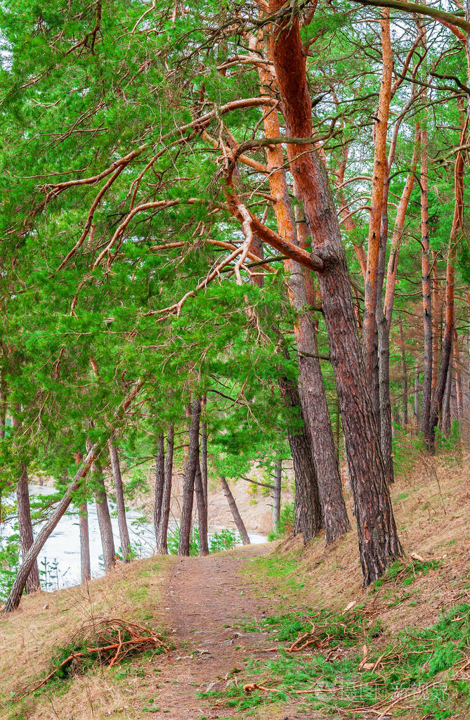 在一片松树林的路