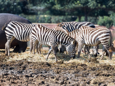 斑马群在地上寻找食物