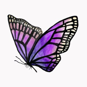 有黑色轮廓的水彩蝴蝶插图
