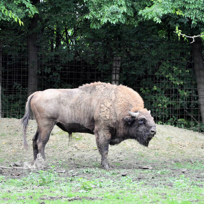 巨大的毛茸茸的美洲野牛角水牛一只野牛一个buffa