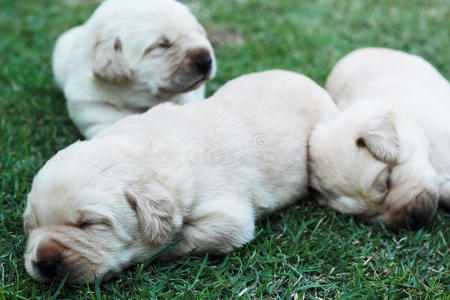 在绿草上睡觉的拉布拉多小狗三周大。