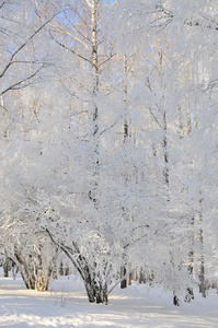 雪地里的冬季公园