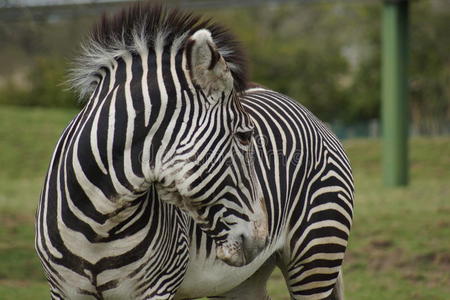 马格雷格雷维斑马照片