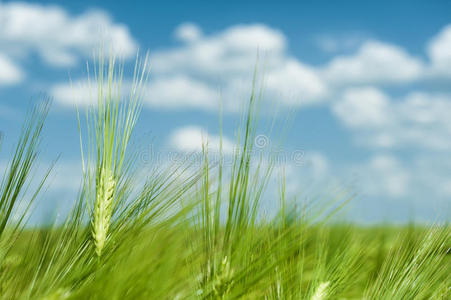 绿色麦田与天泉景观
