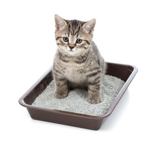 小猫或小猫在带垃圾的厕盘盒里