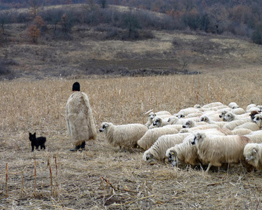 罗马尼亚牧羊人和他的羊群照片