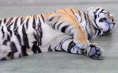 可爱的老虎睡觉图片