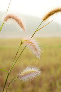 天然草花露