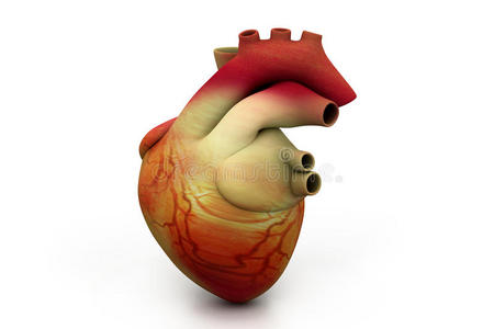 心脏泵血图片