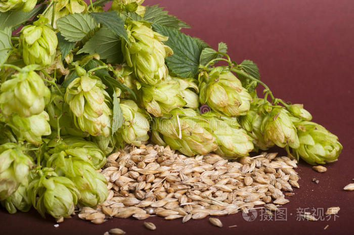 啤酒花和麦芽
