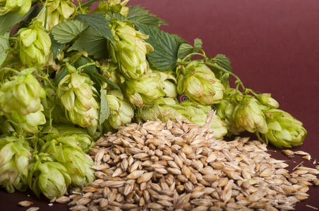 苦啤酒花啤酒花和麦芽照片