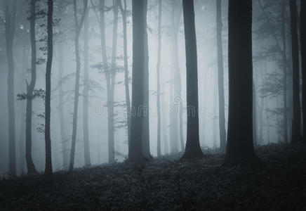 幽暗背景夜间有雾的幽暗恐怖的森林照片