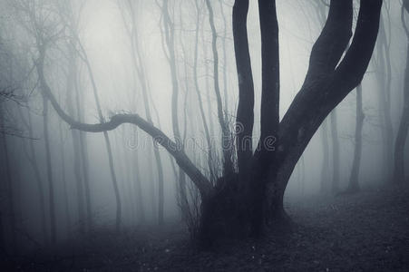 黑暗森林图片