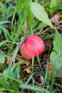 红苹果和水滴躺在草地上