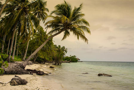 美洲哥伦比亚热带海滩上的棕榈树