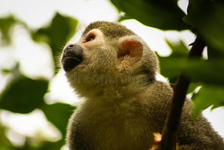 他眼中的猴子表情，哥伦比亚的亚马逊