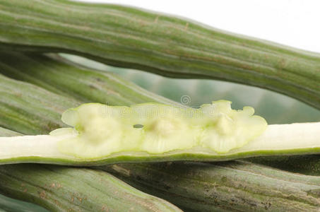 新鲜辣根树,鸡腿(辣木).照片