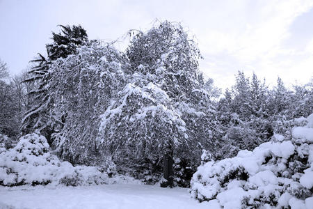 雪地花园图片