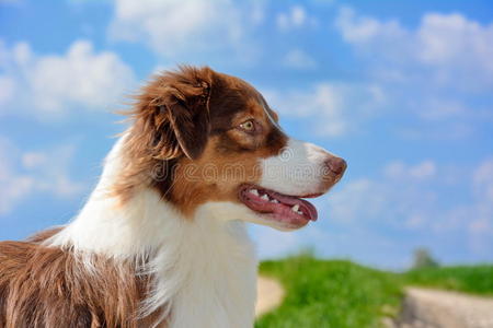 澳大利亚牧羊犬