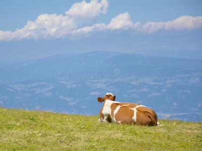 阿尔卑斯山的牛