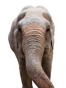 亚洲象的头