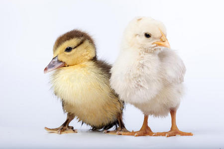 小鸡和小鸭图片-小鸡和小鸭素材-小鸡和小鸭插画-摄图新视界