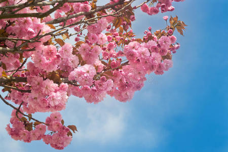 蓝天映衬下的粉红樱花