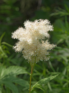 白色草地花