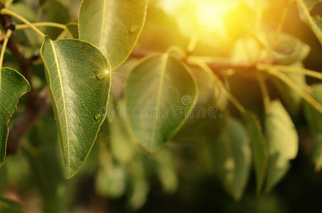 特写镜头 自然 闪烁 美丽的 草药 露珠 场景 季节 分支