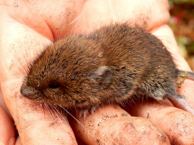 田鼠啮齿动物图片