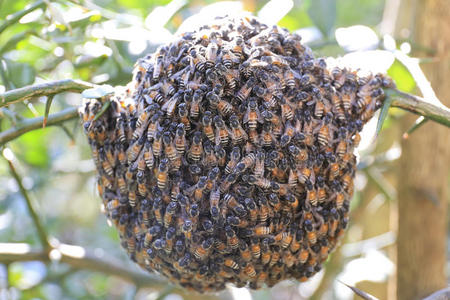 蜂巢特写的蜜蜂
