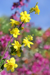 初春开花