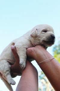 抱起三周大的拉布拉多小狗。