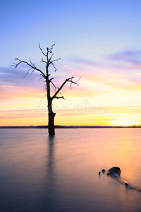 夕阳湖古树图片