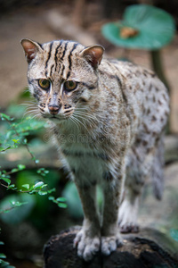 野猫