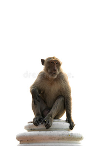 长尾猕猴雄性孤零零地坐在墙上