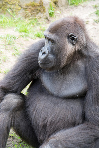 雄性银背大猩猩，单一哺乳动物，在草地上
