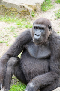 雄性银背大猩猩，单一哺乳动物，在草地上