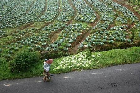 美丽的自然