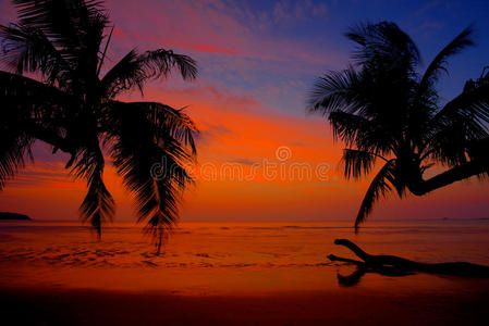 以棕榈树为背景的美丽日落