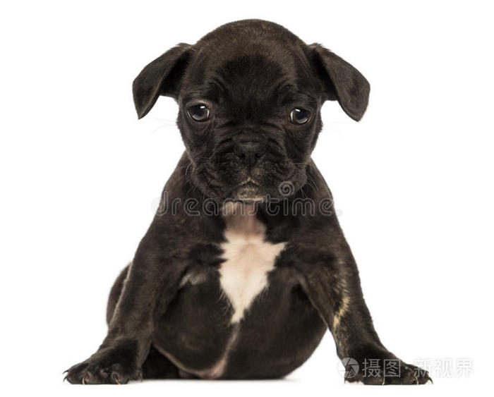 法国斗牛犬小狗坐姿的正面图照片 正版商用图片11h611 摄图新视界