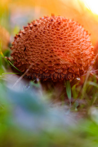 蘑菇王国图片