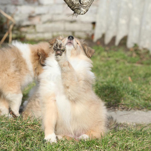 可爱的苏格兰牧羊犬玩玩具