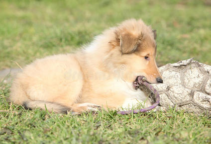 苏格兰牧羊犬图片