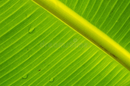 香蕉叶上的露水软聚焦纹理
