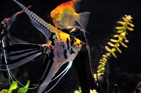 神仙叶家庭水族馆的天使鱼照片