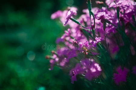 美丽的粉红色花朵