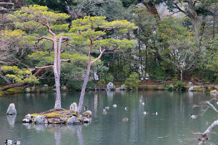 著名的金阁寺日本花园图片