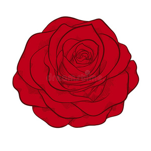 美丽的隔离红玫瑰，图案风格