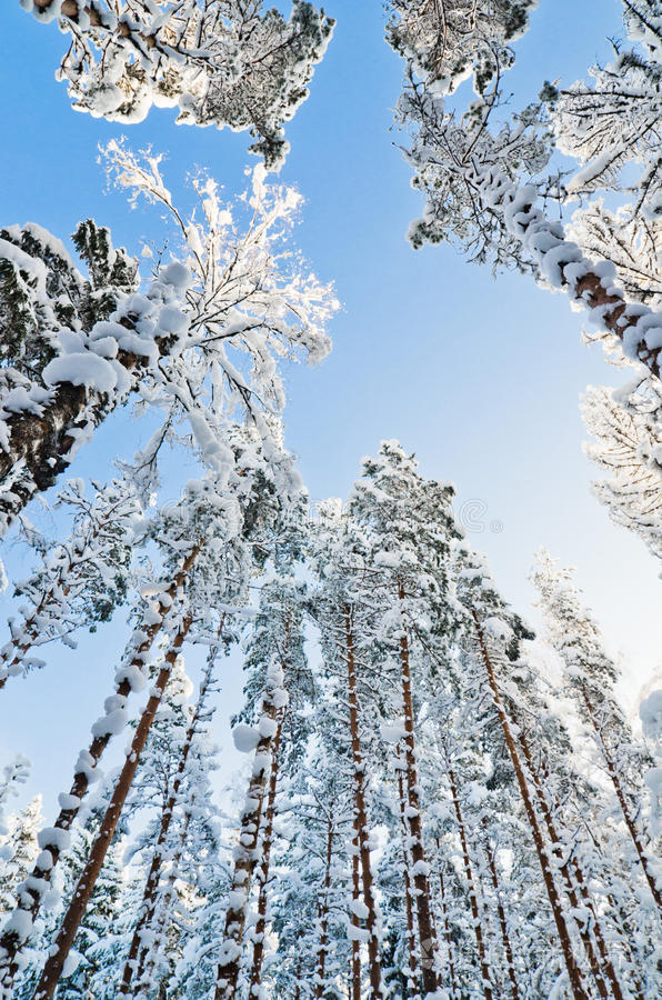 冬天的白雪覆盖在蓝天下的树木
